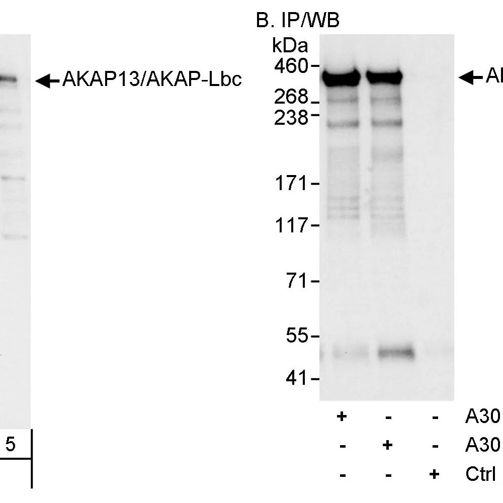 Rabbit anti-AKAP13/AKAP-Lbc Antibody, Affinity Purified