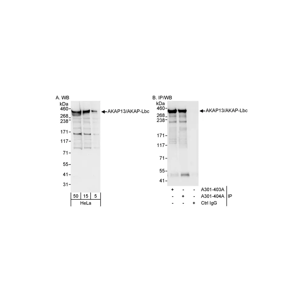 Rabbit anti-AKAP13/AKAP-Lbc Antibody, Affinity Purified