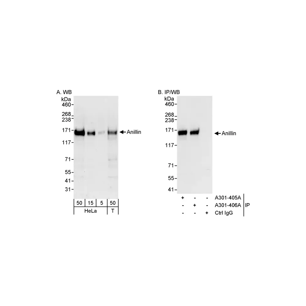 Rabbit anti-Anillin Antibody, Affinity Purified