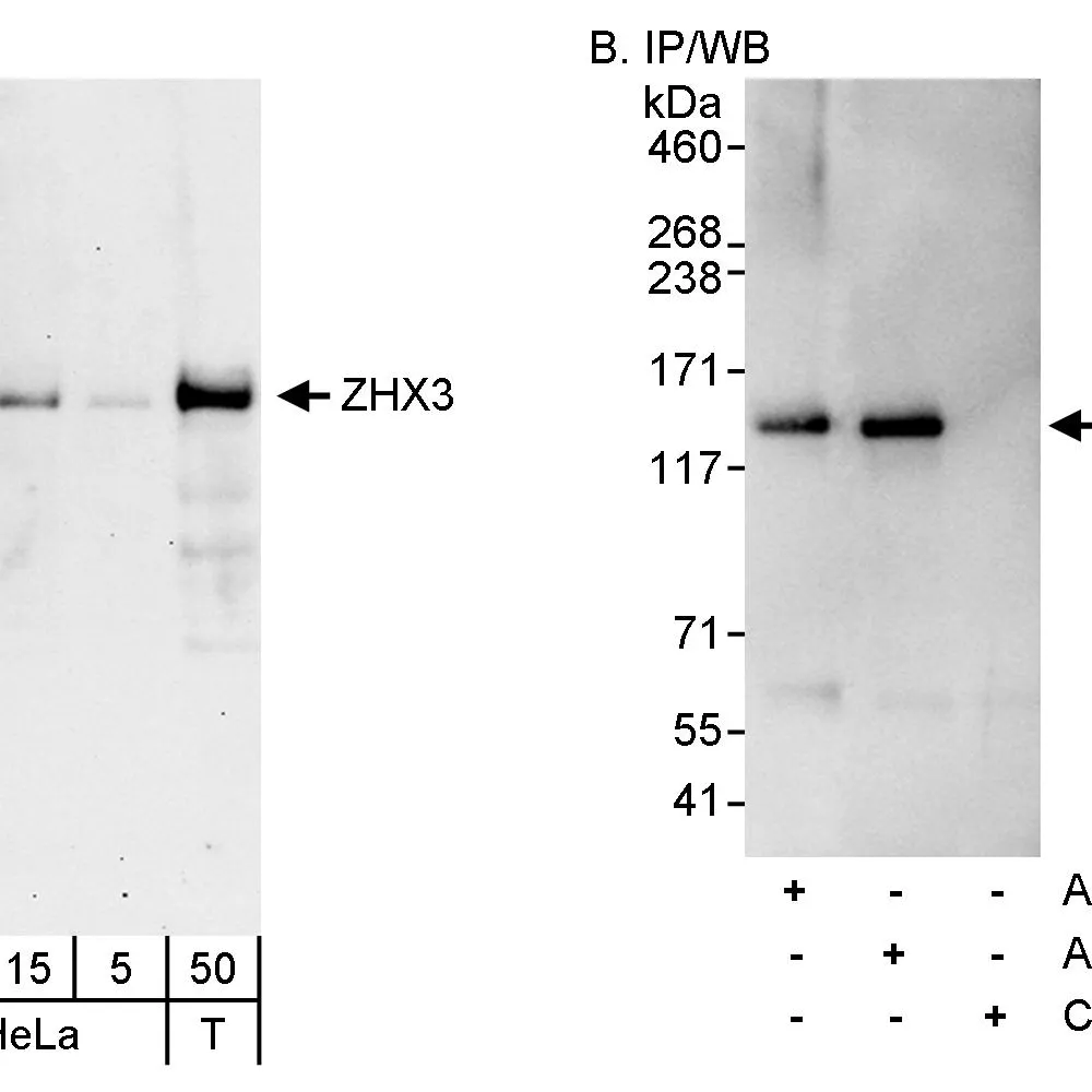 Rabbit anti-ZHX3 Antibody, Affinity Purified