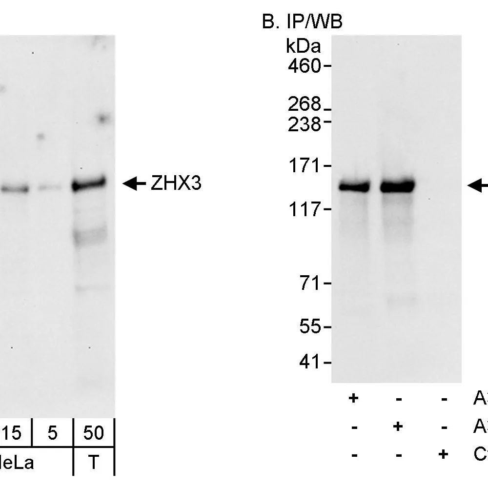 Rabbit anti-ZHX3 Antibody, Affinity Purified