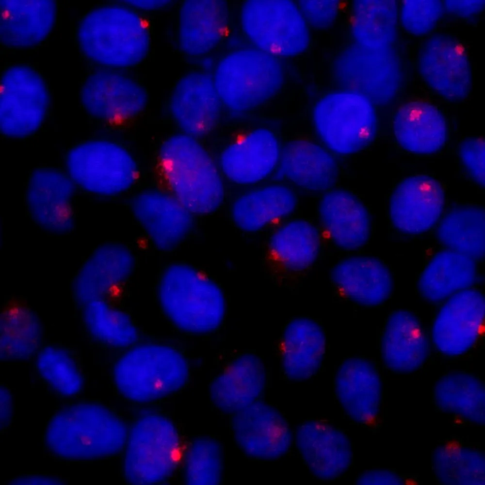 Rabbit anti-CEP131/AZ1 Antibody, Affinity Purified