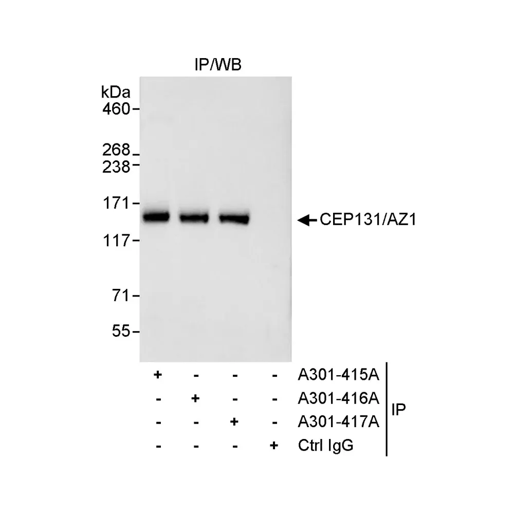 Rabbit anti-CEP131/AZ1 Antibody, Affinity Purified