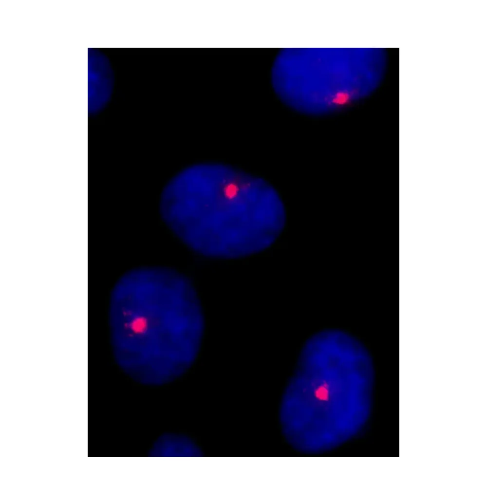 Rabbit anti-CEP131/AZ1 Antibody, Affinity Purified