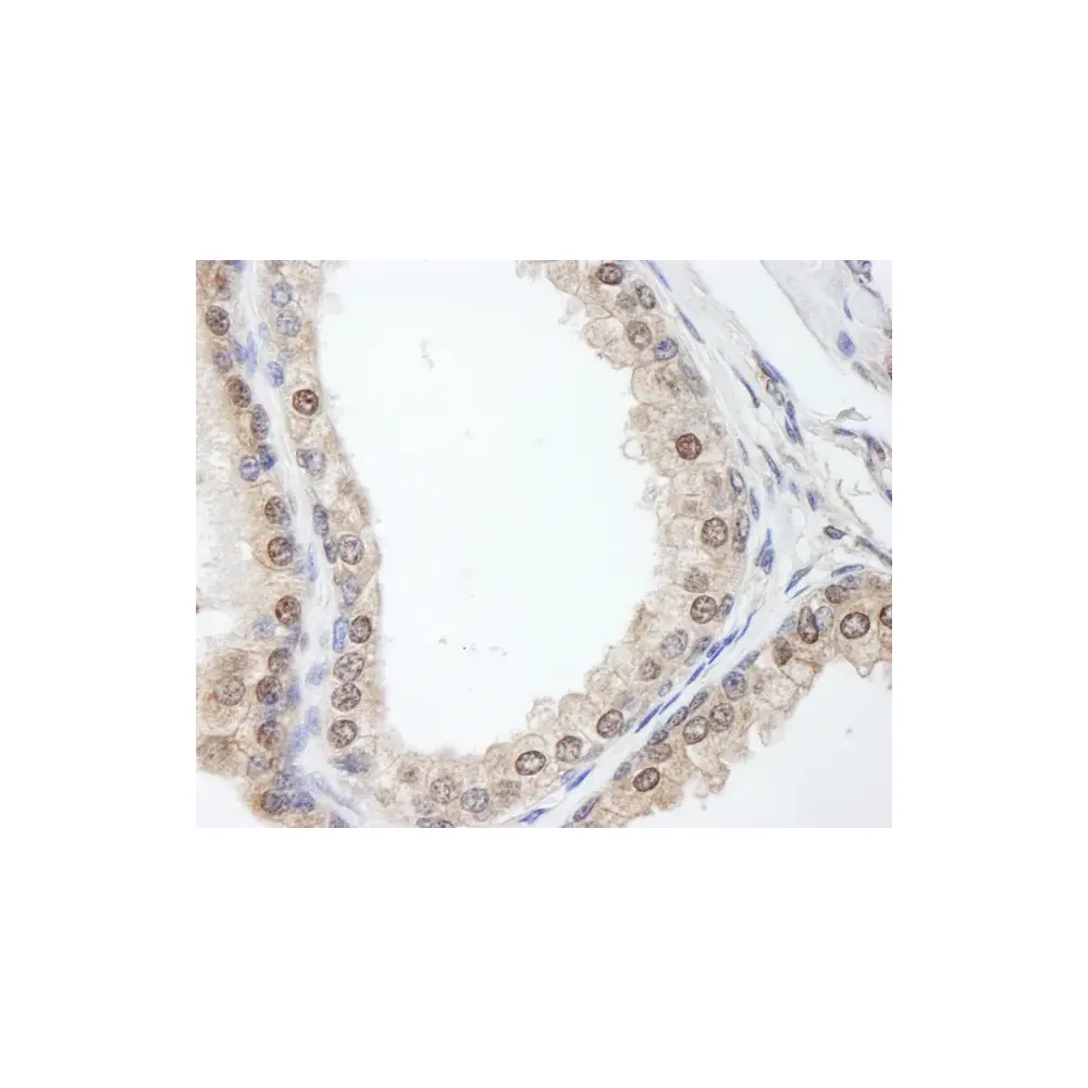 Rabbit anti-FKBP4/FKBP52 Antibody, Affinity Purified