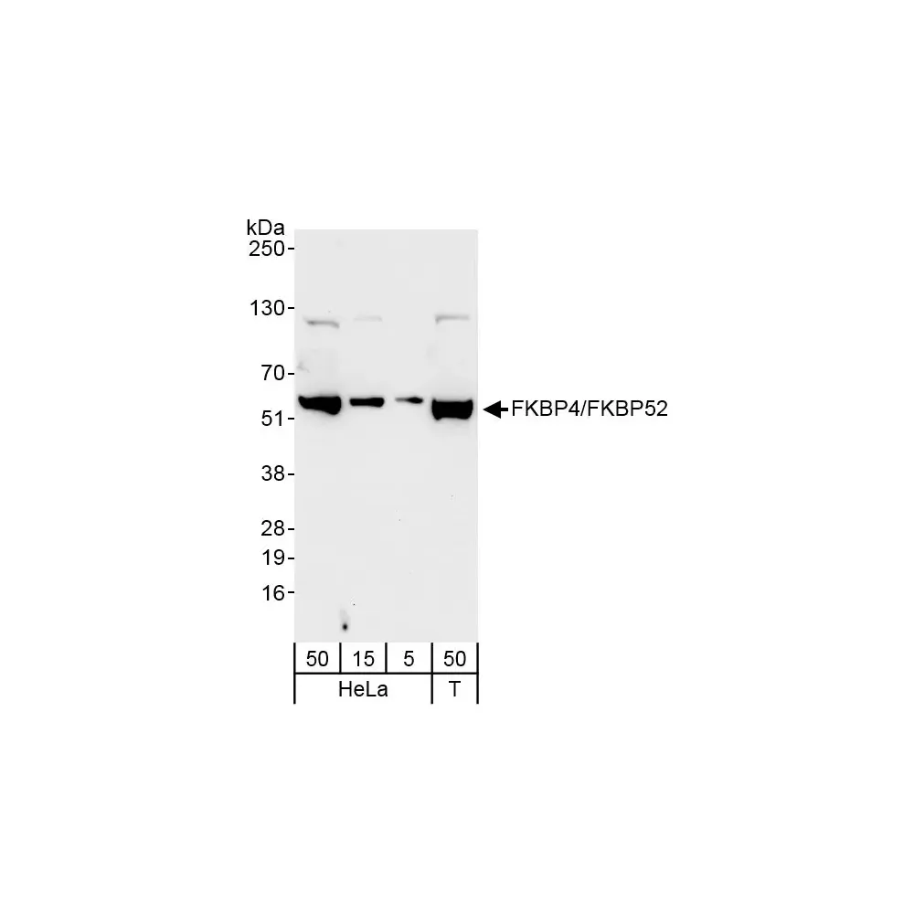 Rabbit anti-FKBP4/FKBP52 Antibody, Affinity Purified