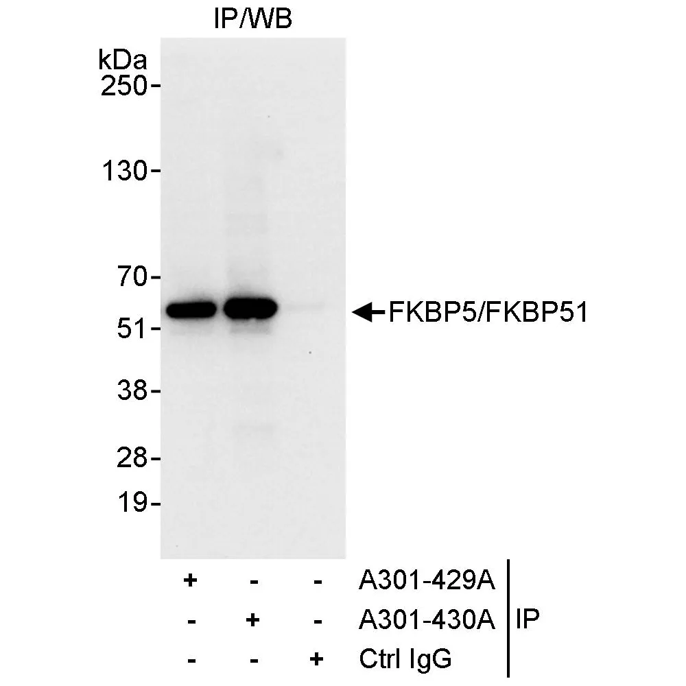 Rabbit anti-FKBP5/FKBP51 Antibody, Affinity Purified