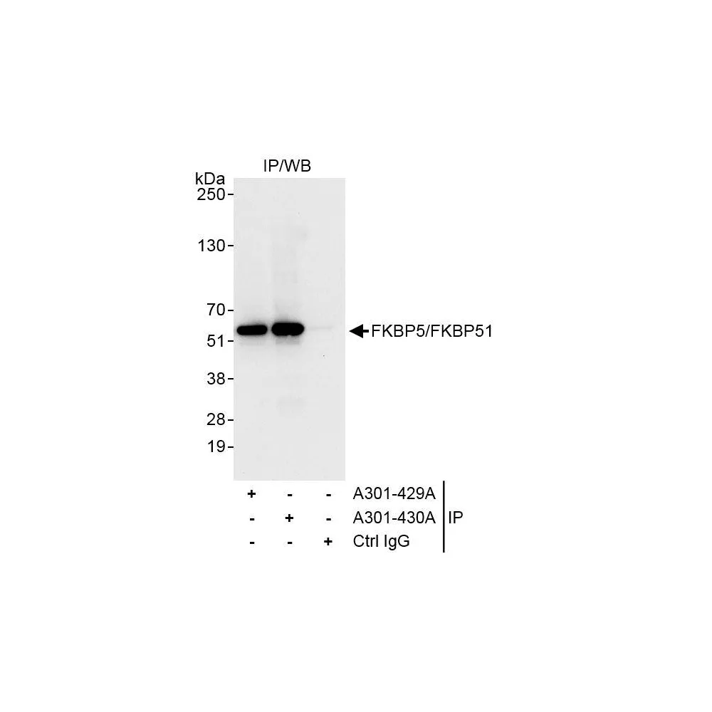 Rabbit anti-FKBP5/FKBP51 Antibody, Affinity Purified
