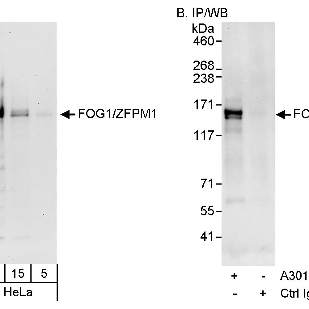 Rabbit anti-FOG1/ZFPM1 Antibody, Affinity Purified