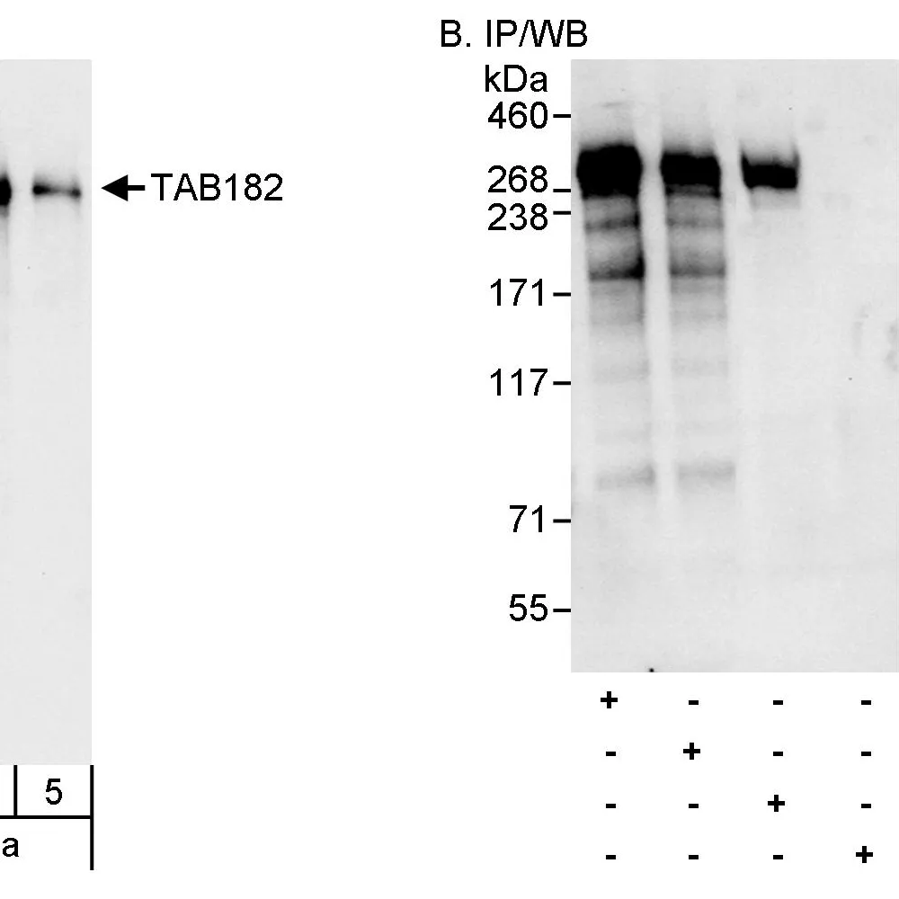 Rabbit anti-TAB182 Antibody, Affinity Purified