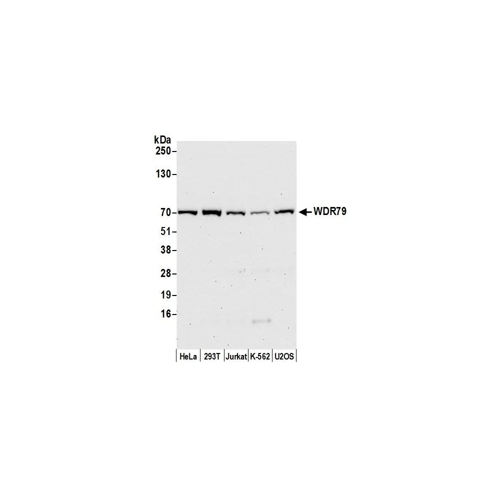 Rabbit anti-WDR79 Antibody, Affinity Purified
