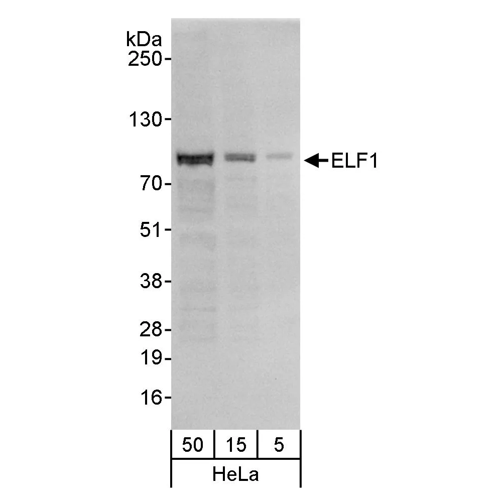 Rabbit anti-ELF1 Antibody, Affinity Purified