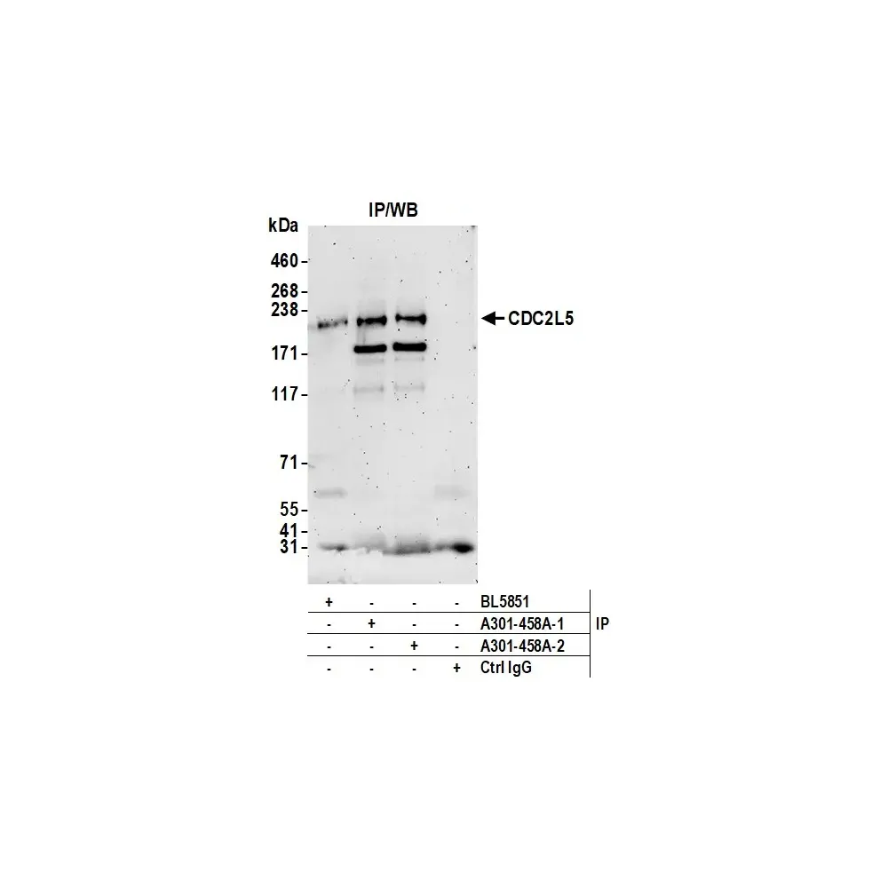 Rabbit anti-CDC2L5 Antibody, Affinity Purified