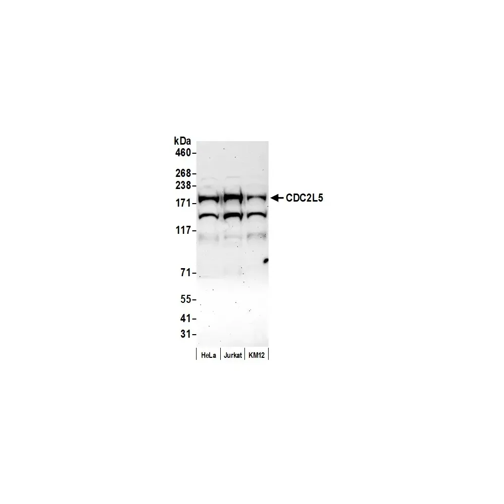 Rabbit anti-CDC2L5 Antibody, Affinity Purified
