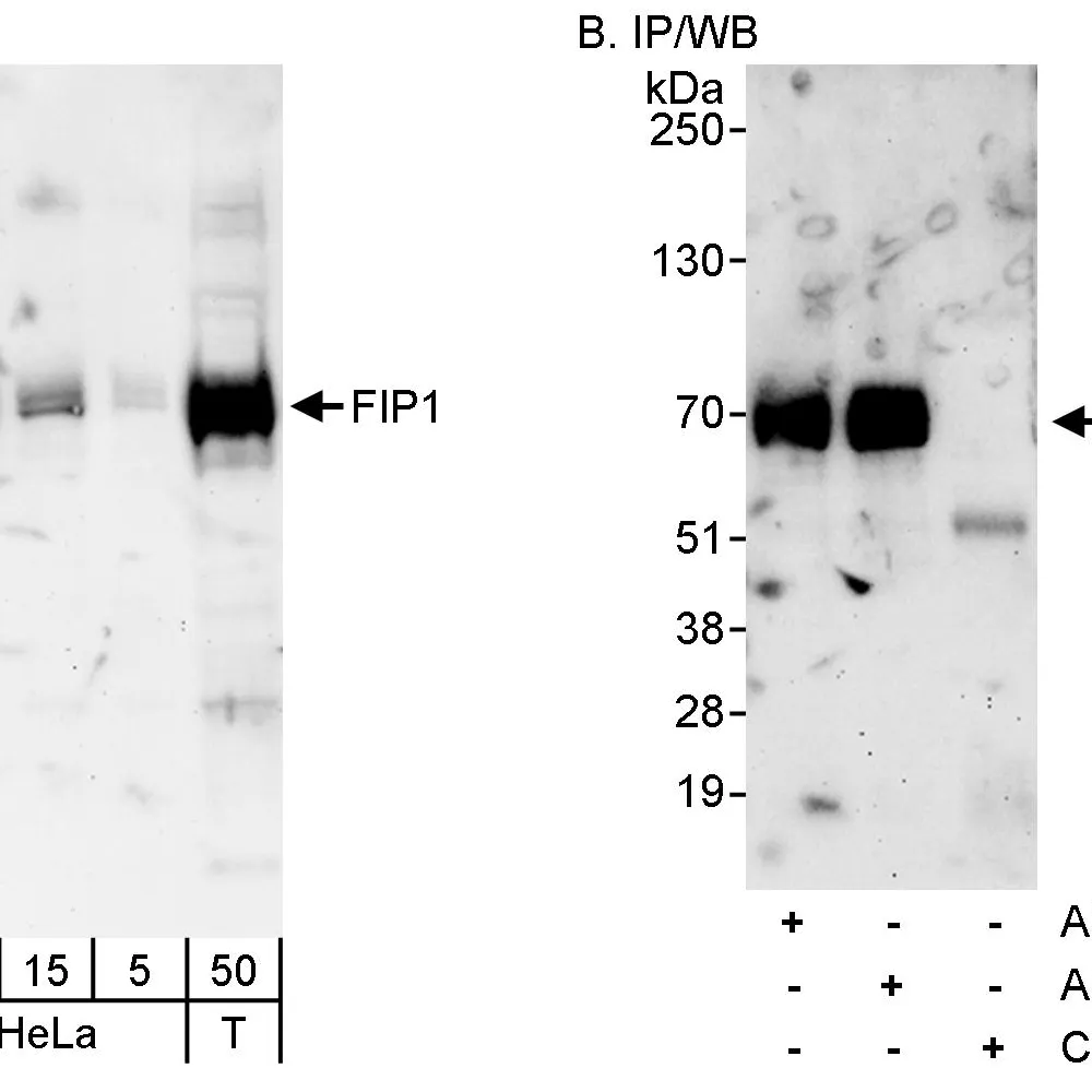 Rabbit anti-FIP1 Antibody, Affinity Purified