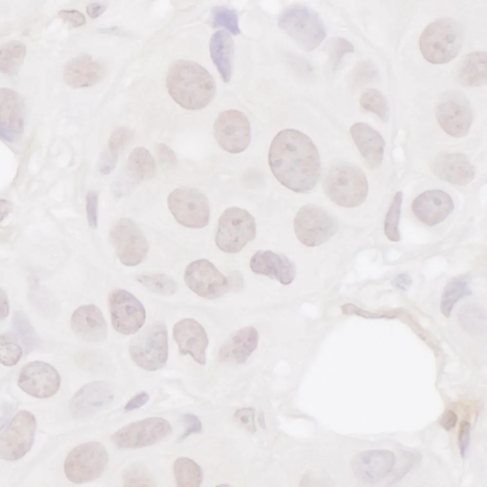 Rabbit anti-Symplekin Antibody, Affinity Purified
