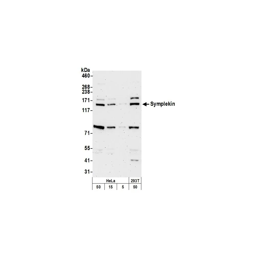 Rabbit anti-Symplekin Antibody, Affinity Purified