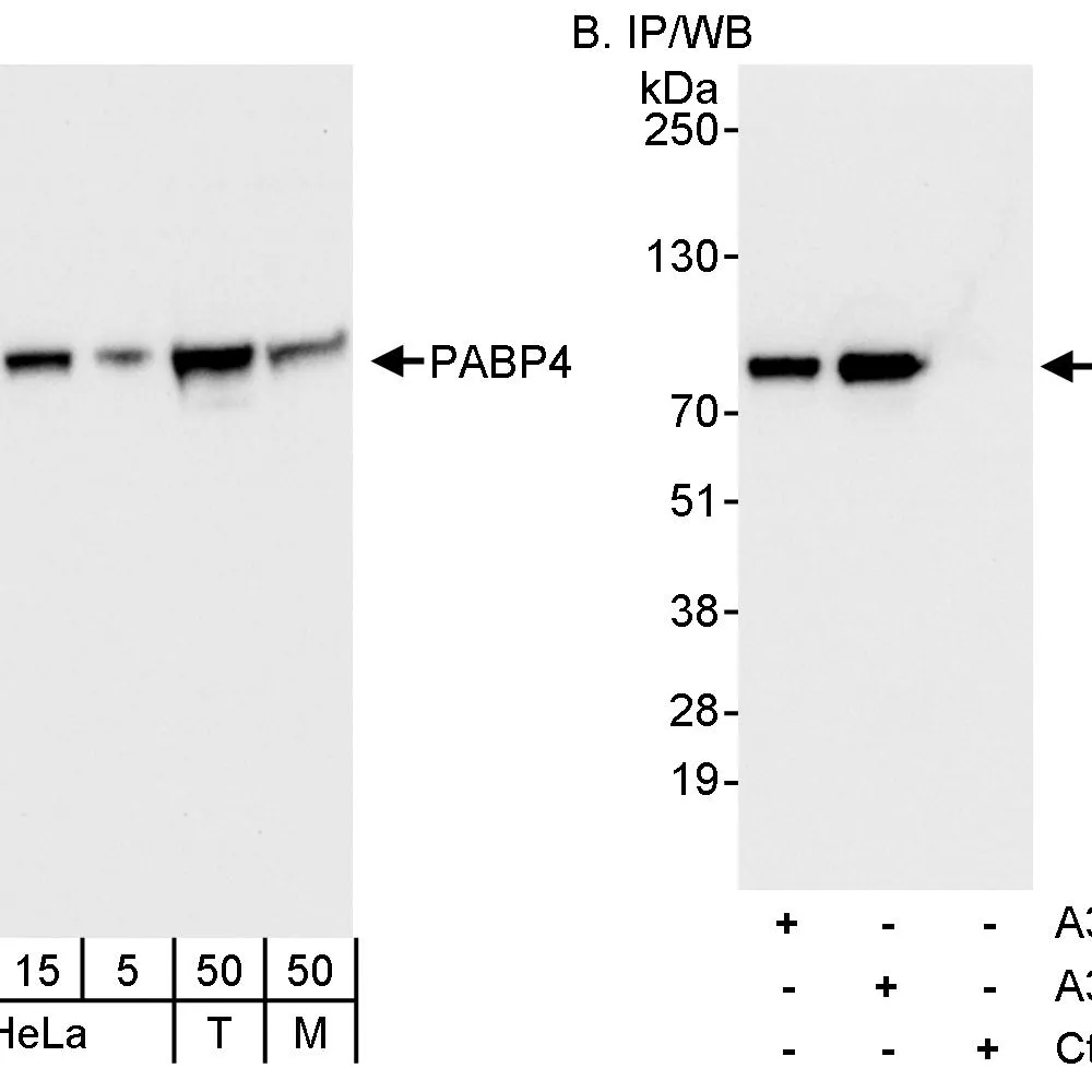 Rabbit anti-PABP4 Antibody, Affinity Purified