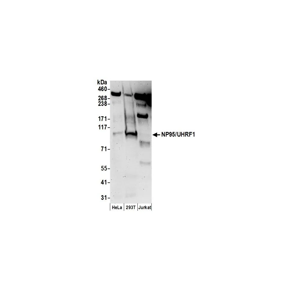Rabbit anti-NP95/UHRF1 Antibody, Affinity Purified
