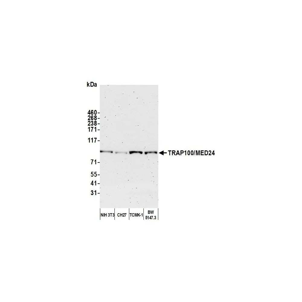 Rabbit anti-TRAP100/MED24 Antibody, Affinity Purified