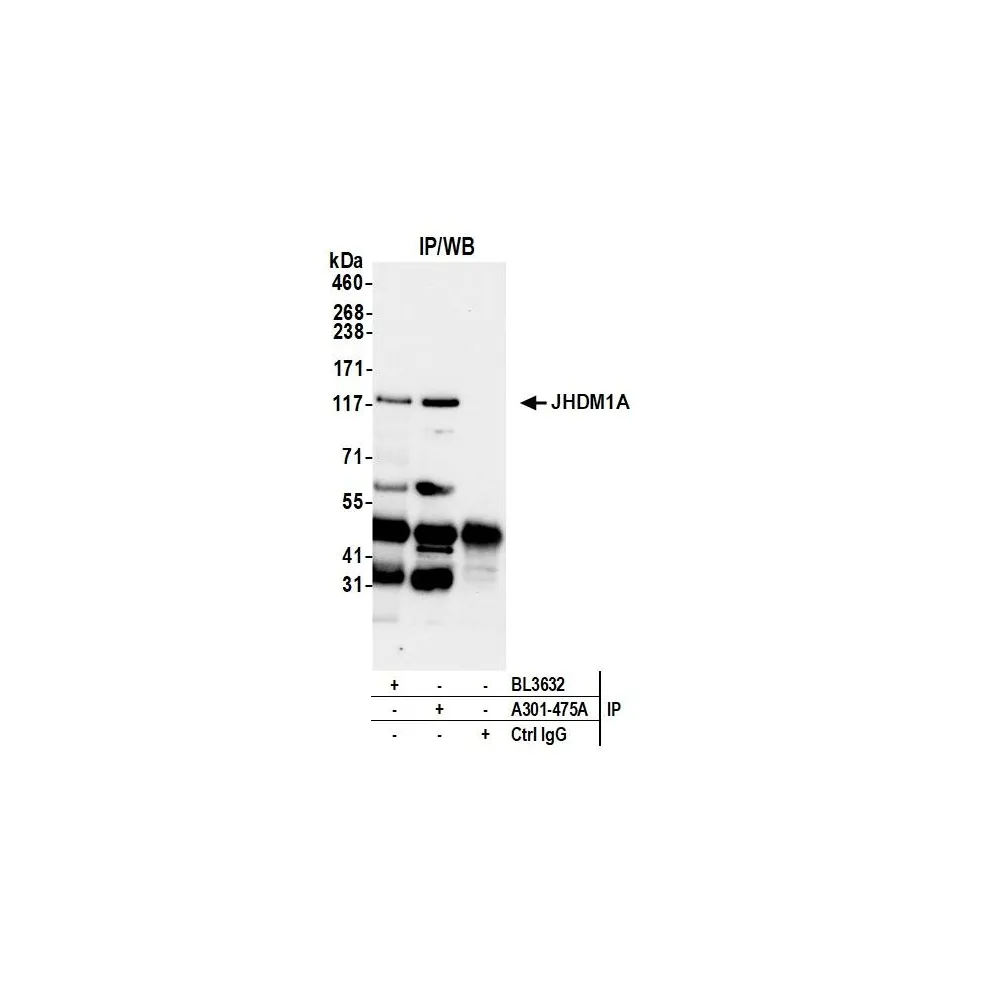 Rabbit anti-JHDM1A Antibody, Affinity Purified