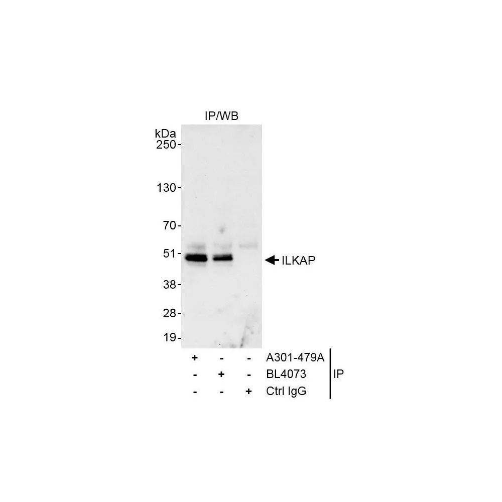 Rabbit anti-ILKAP Antibody, Affinity Purified