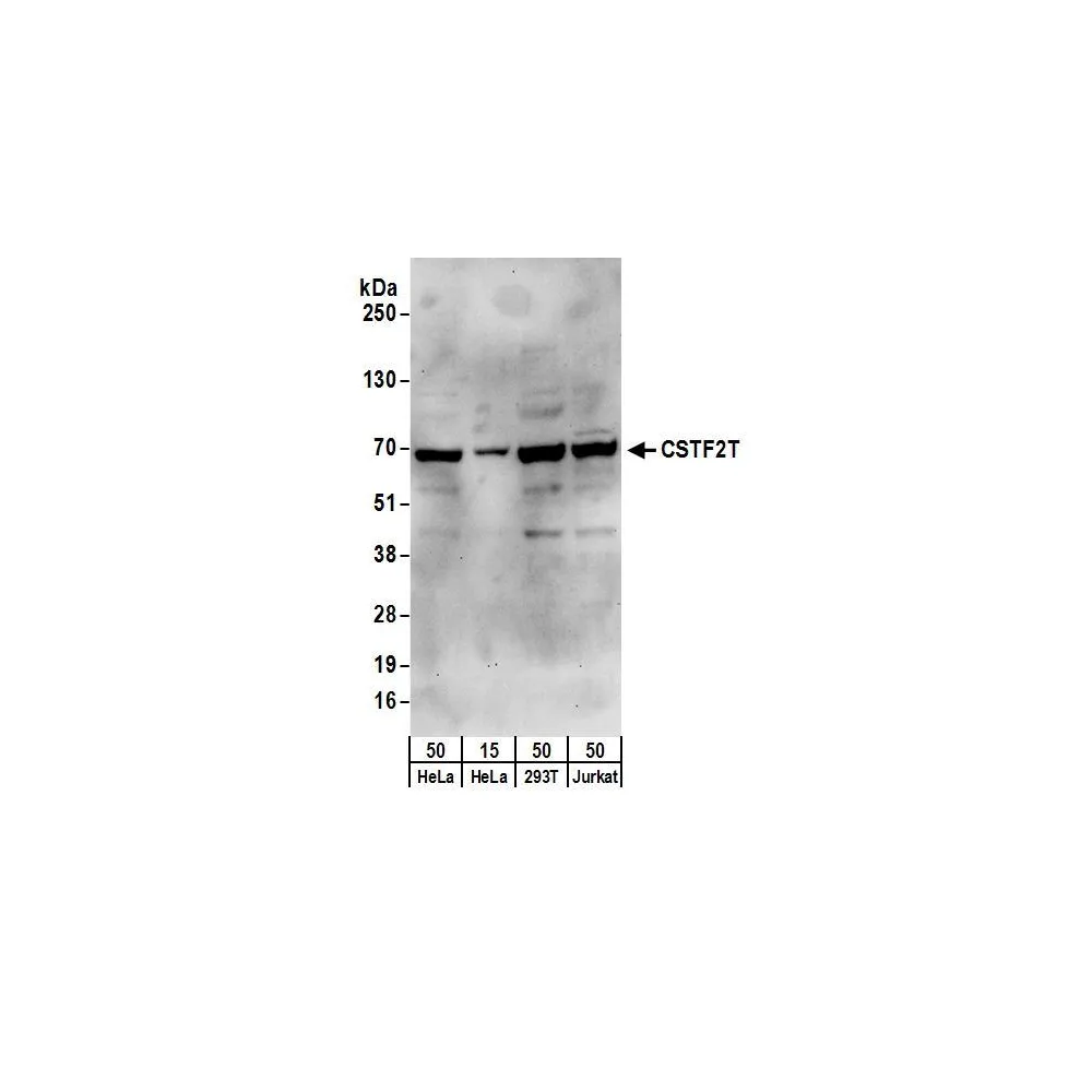 Rabbit anti-CSTF2T/TauCSTF64 Antibody, Affinity Purified
