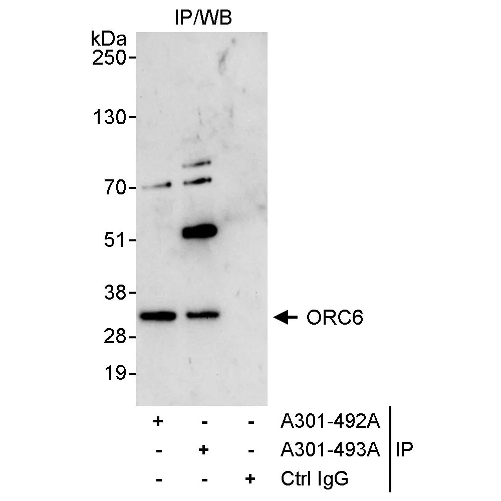 Rabbit anti-ORC6 Antibody, Affinity Purified