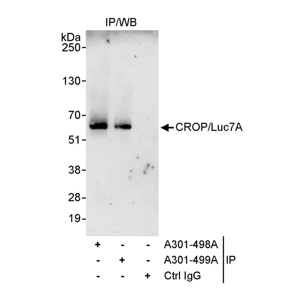 Rabbit anti-CROP/Luc7A Antibody, Affinity Purified