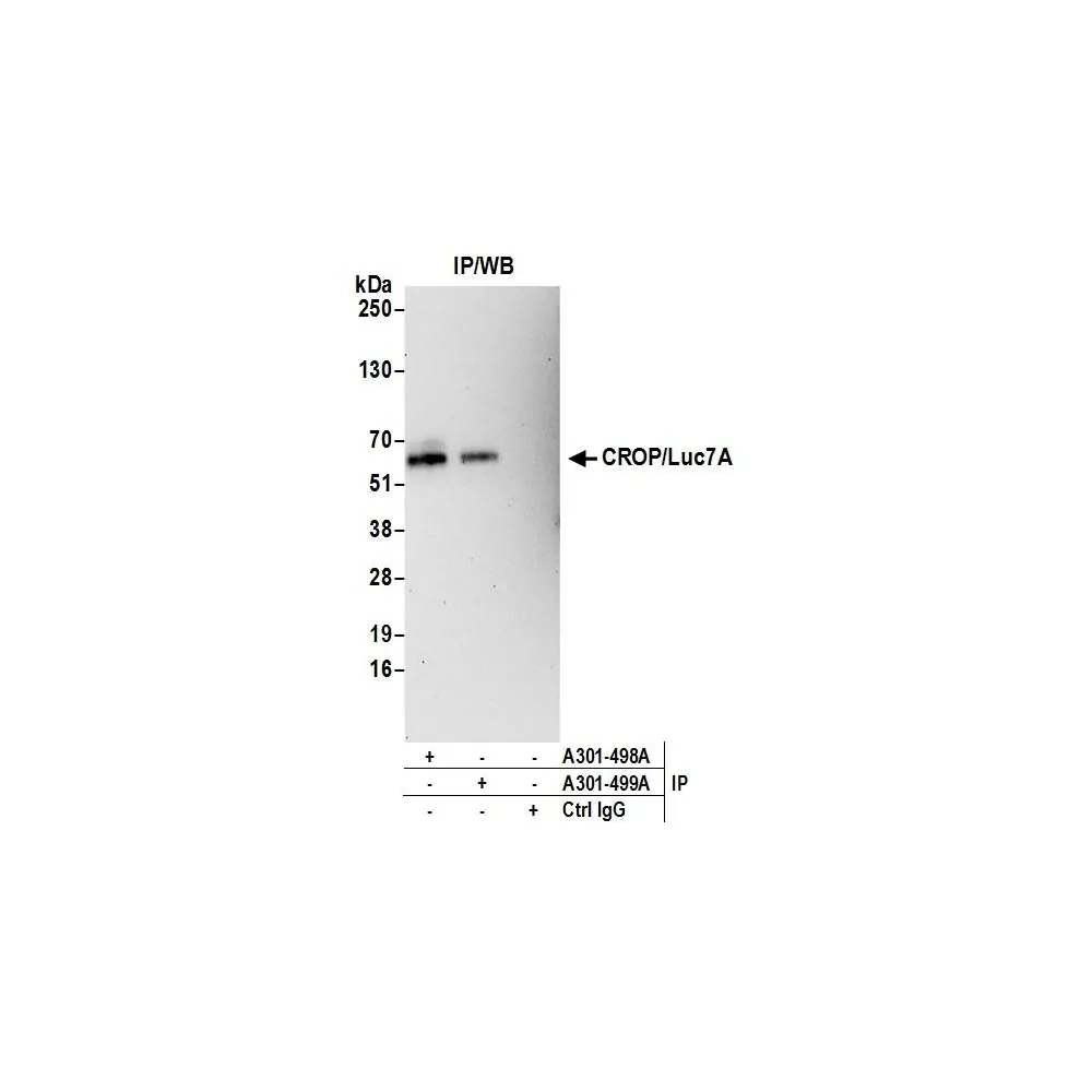Rabbit anti-CROP/Luc7A Antibody, Affinity Purified