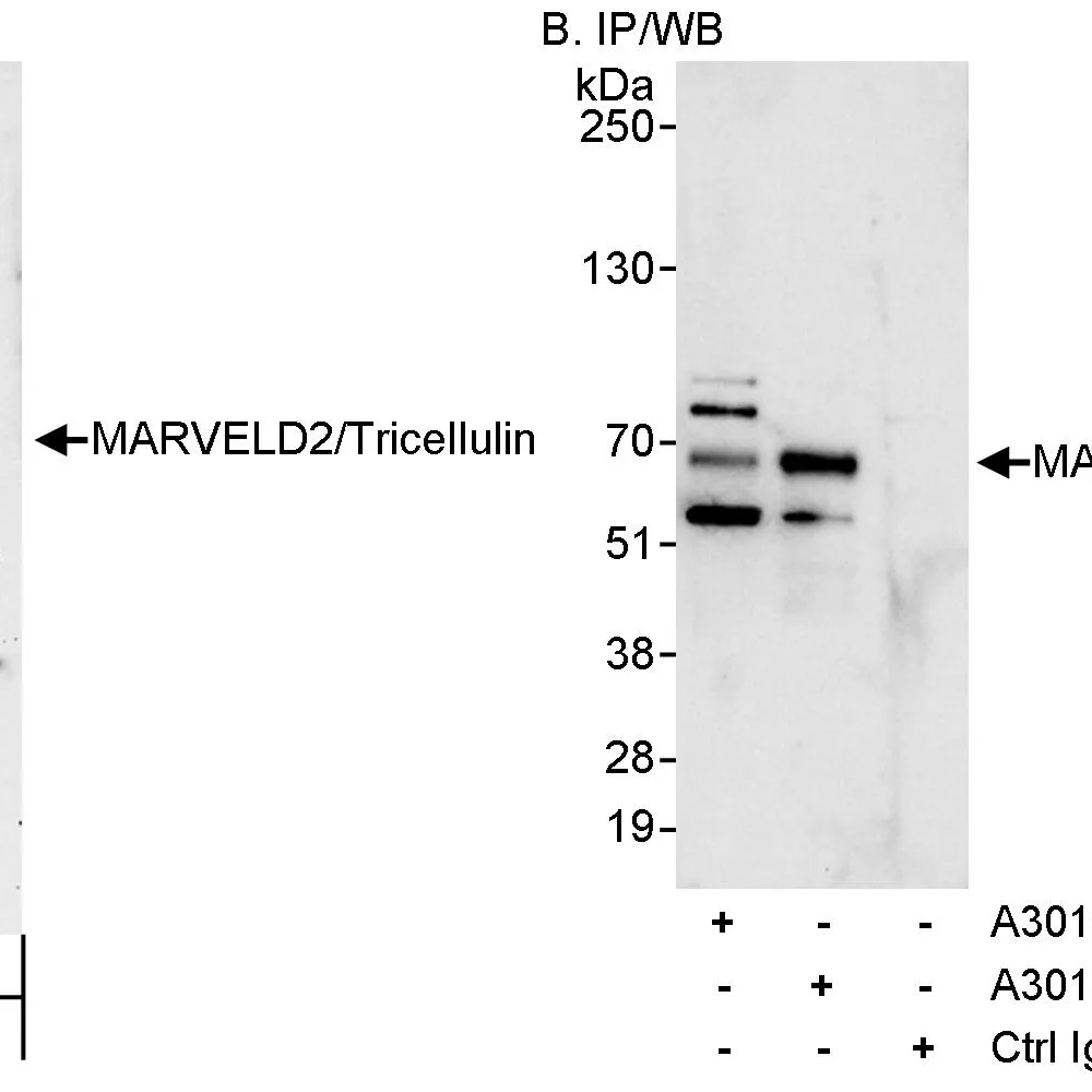 Rabbit anti-MARVELD2/Tricellulin Antibody, Affinity Purified
