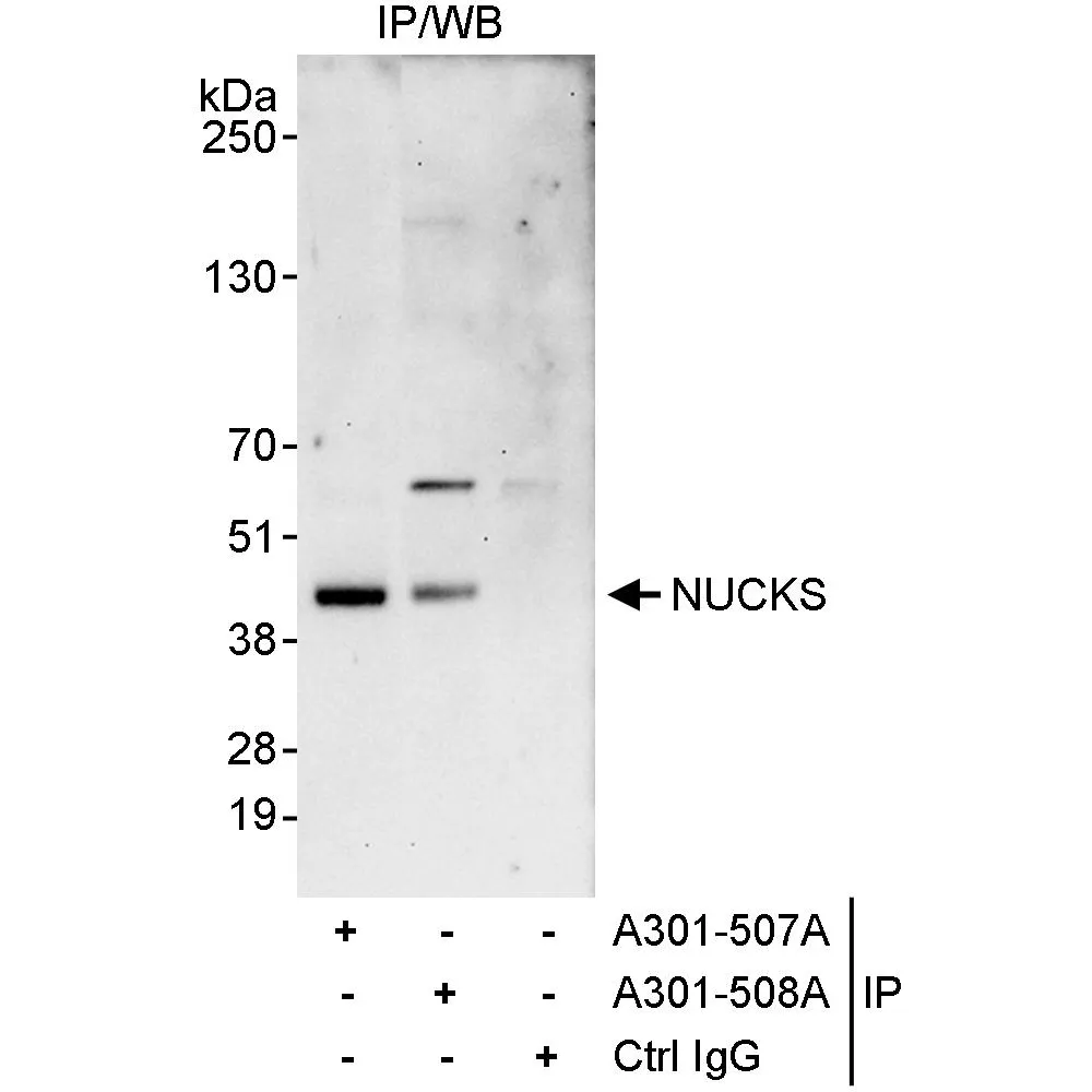 Rabbit anti-NUCKS Antibody, Affinity Purified