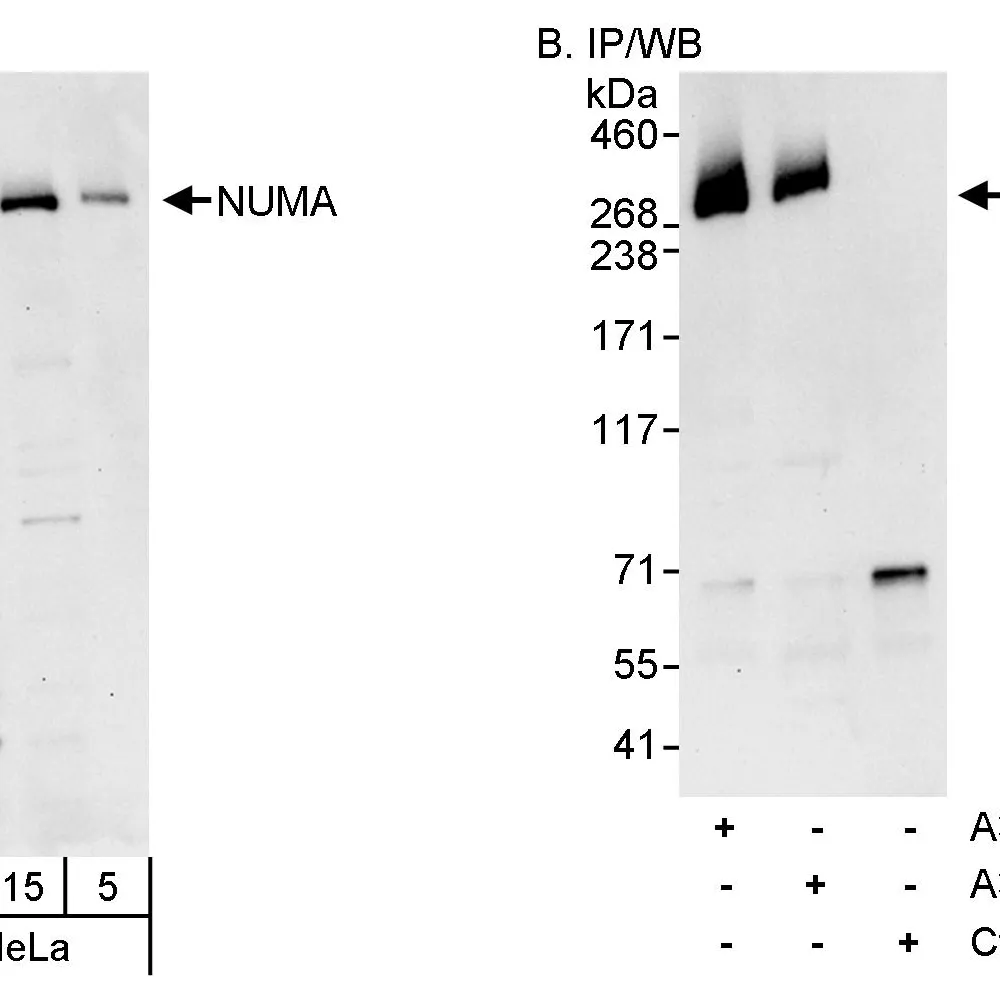 Rabbit anti-NUMA Antibody, Affinity Purified