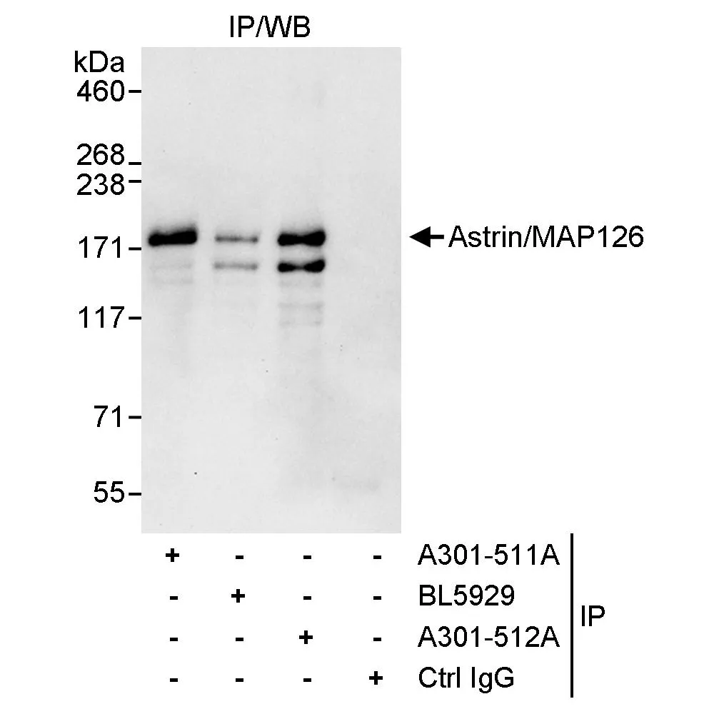 Rabbit anti-Astrin/MAP126 Antibody, Affinity Purified