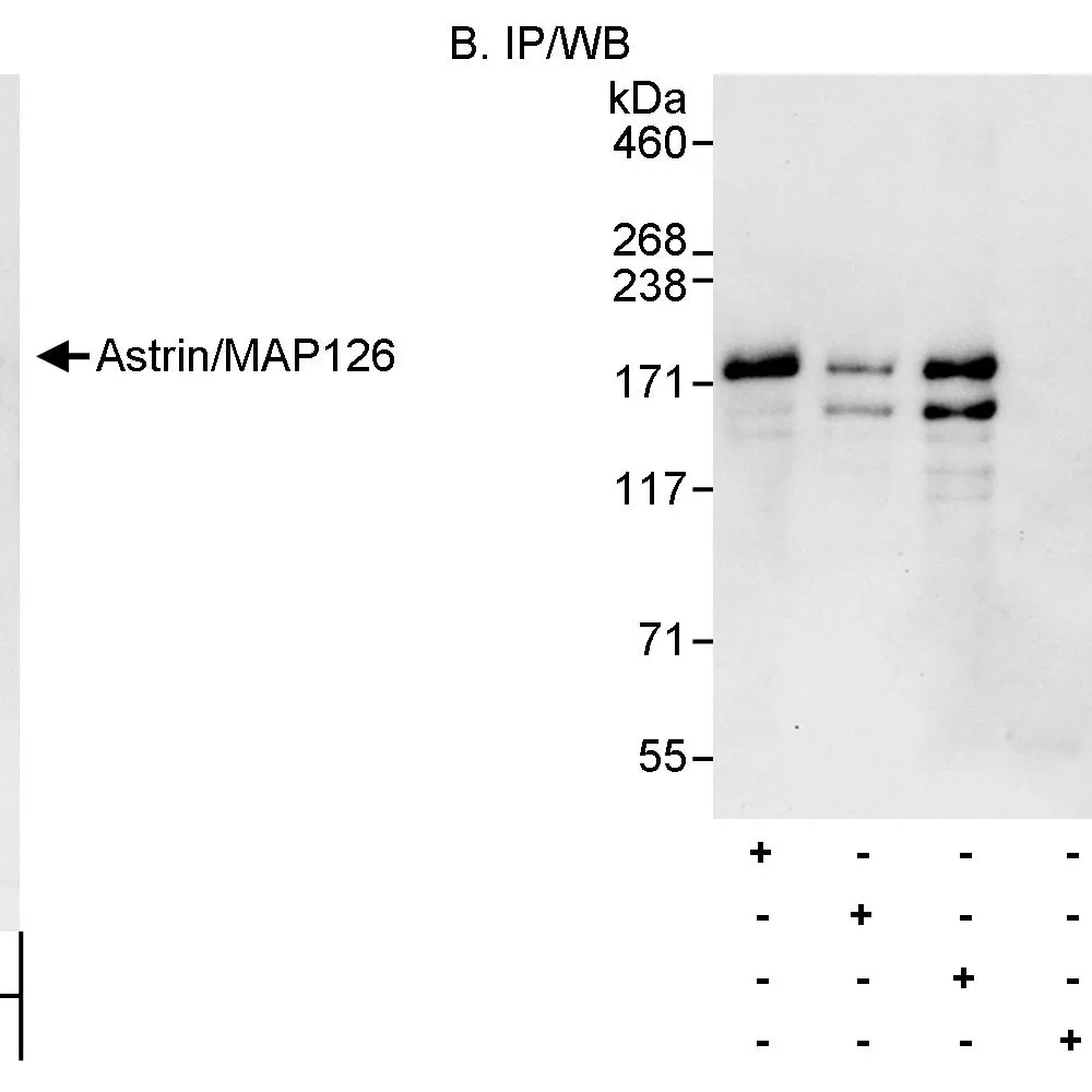 Rabbit anti-Astrin/MAP126 Antibody, Affinity Purified