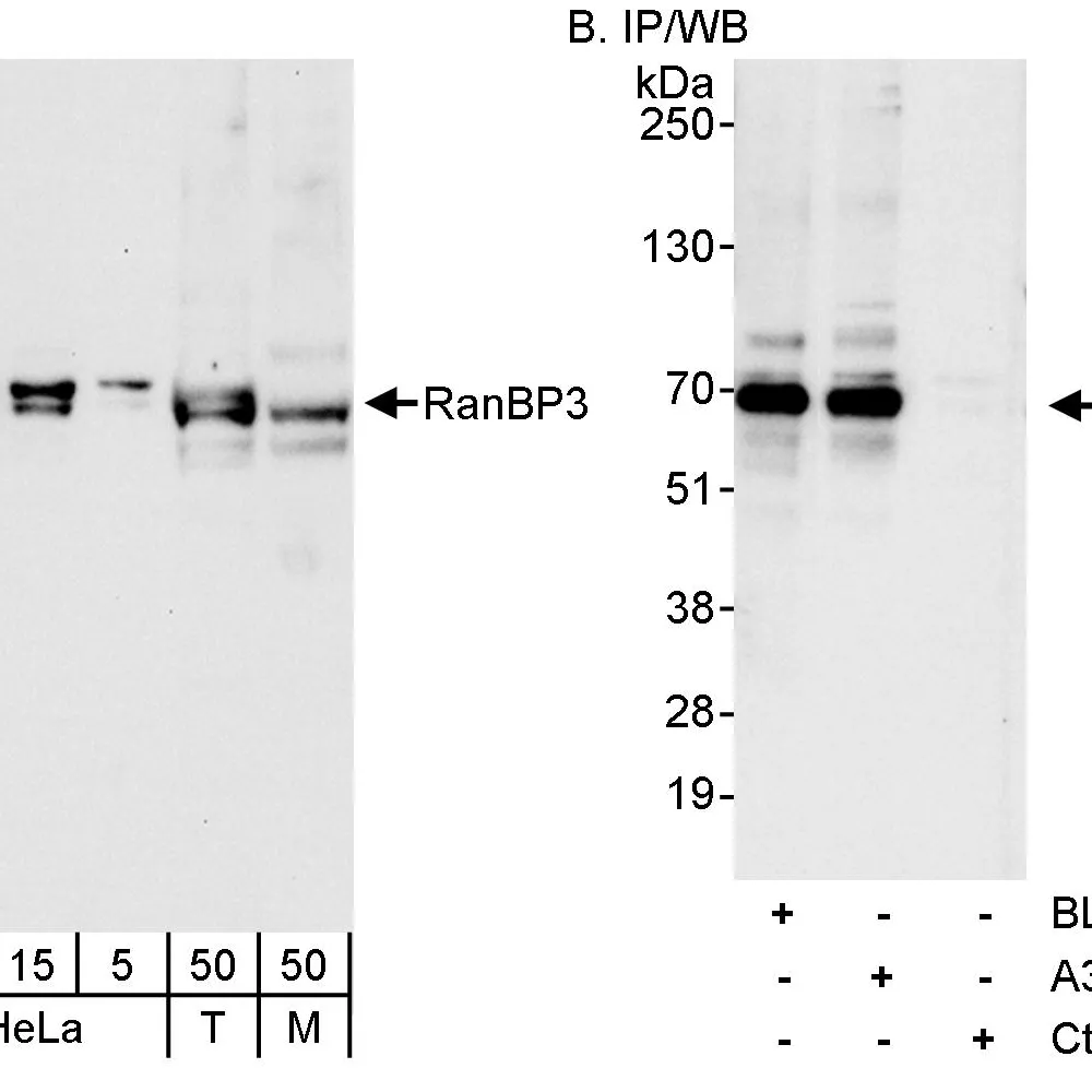 Rabbit anti-RanBP3 Antibody, Affinity Purified