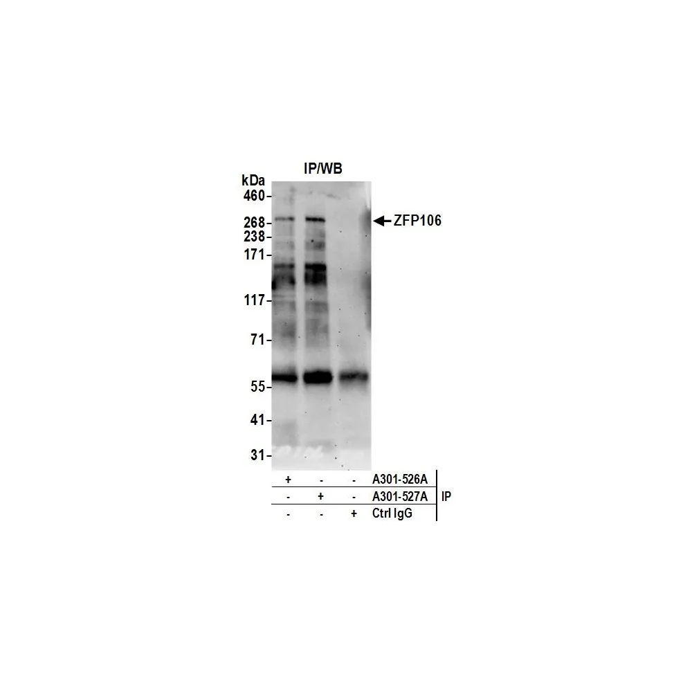 Rabbit anti-ZFP106 Antibody, Affinity Purified
