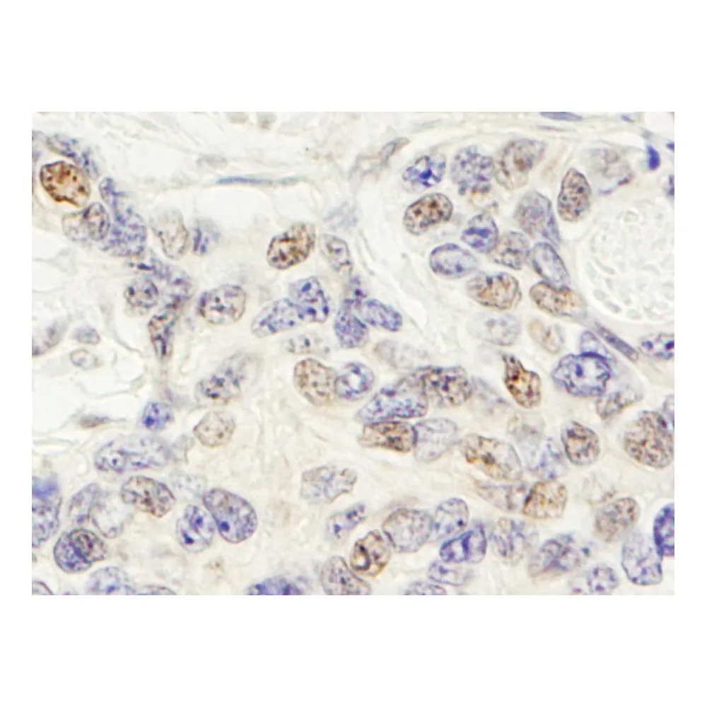 Rabbit anti-ZNF592 Antibody, Affinity Purified