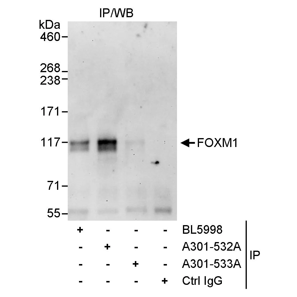 Rabbit anti-FOXM1 Antibody, Affinity Purified