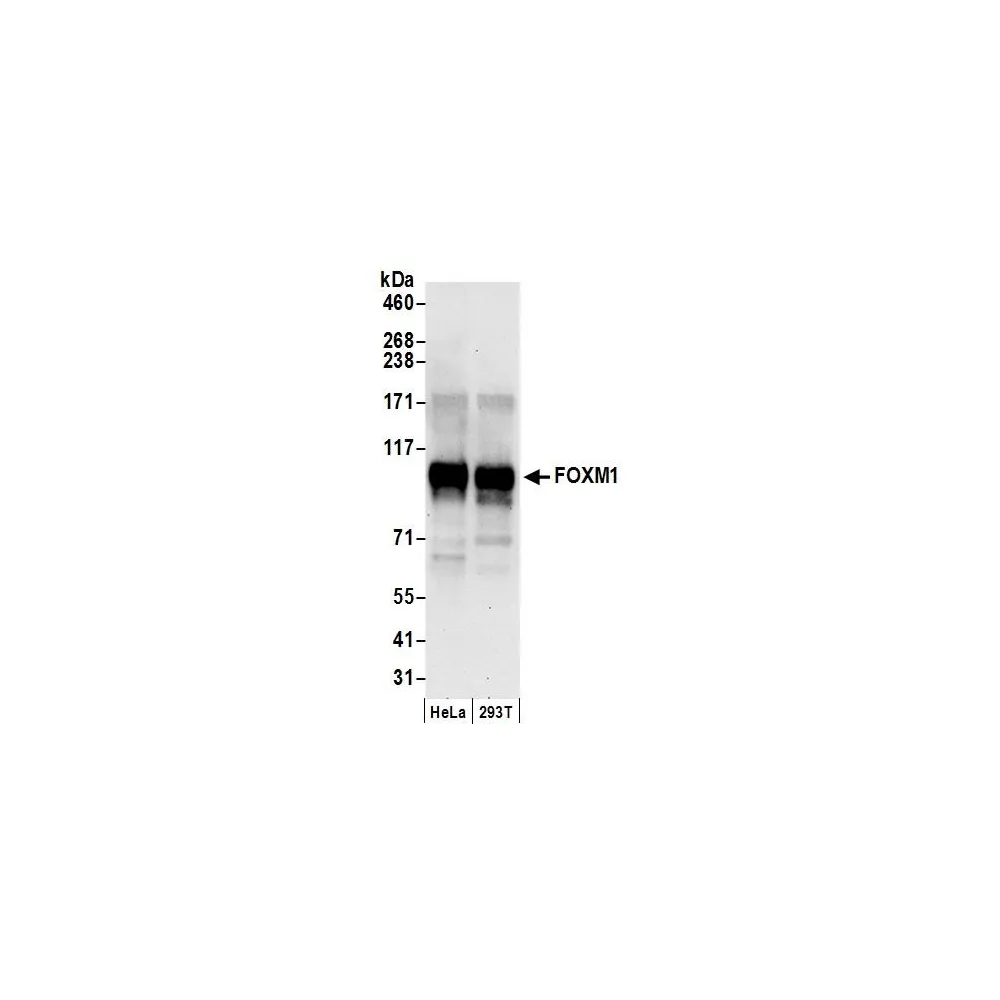 Rabbit anti-FOXM1 Antibody, Affinity Purified