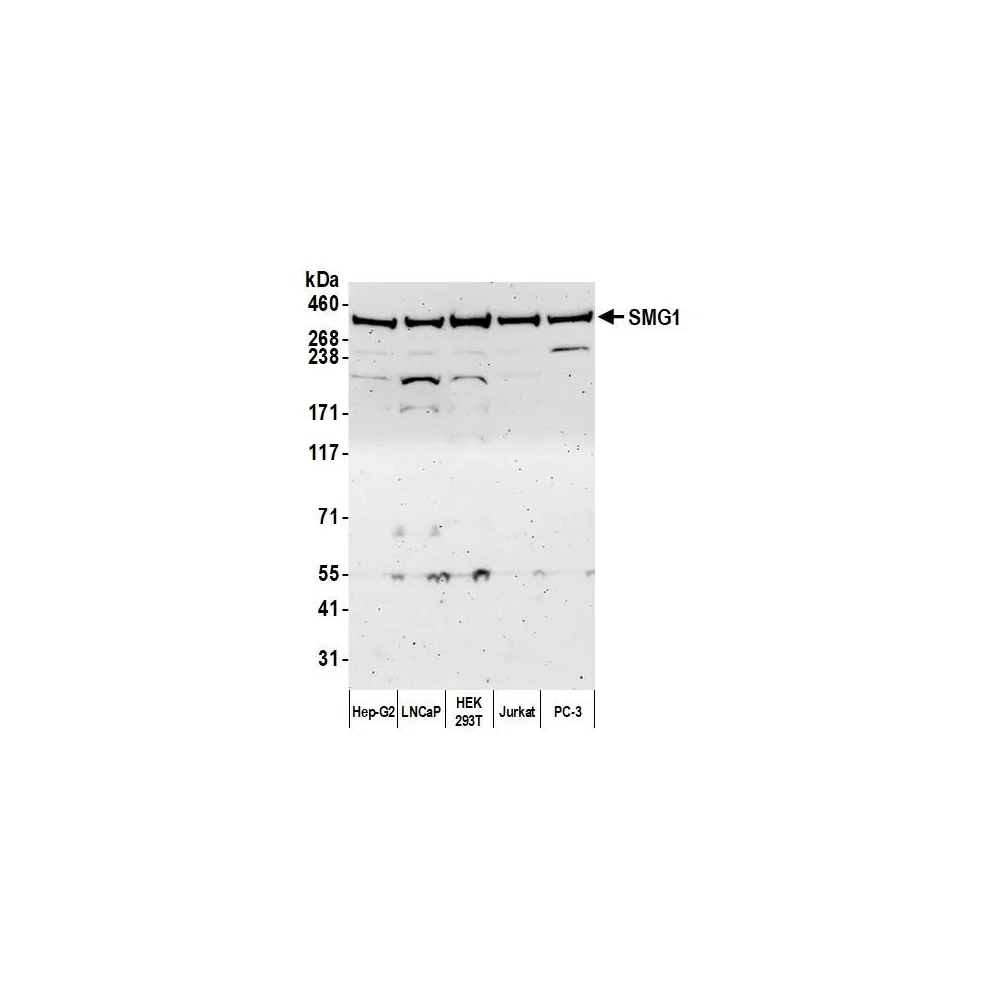 Rabbit anti-SMG1 Antibody, Affinity Purified
