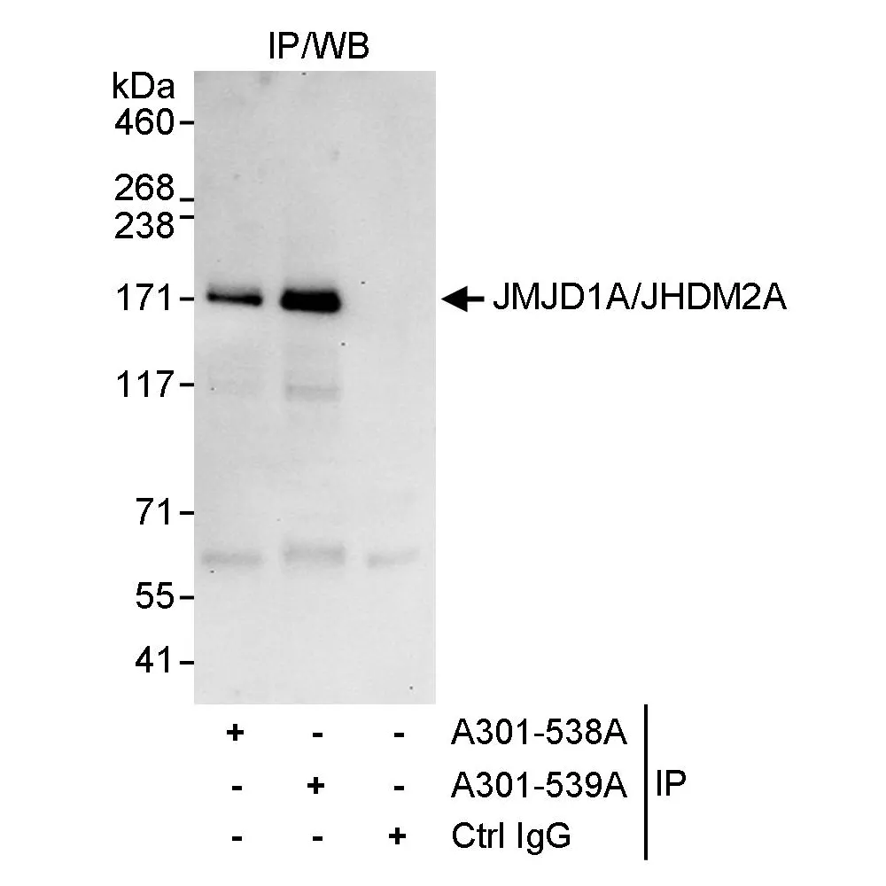 Rabbit anti-JMJD1A/JHDM2A Antibody, Affinity Purified