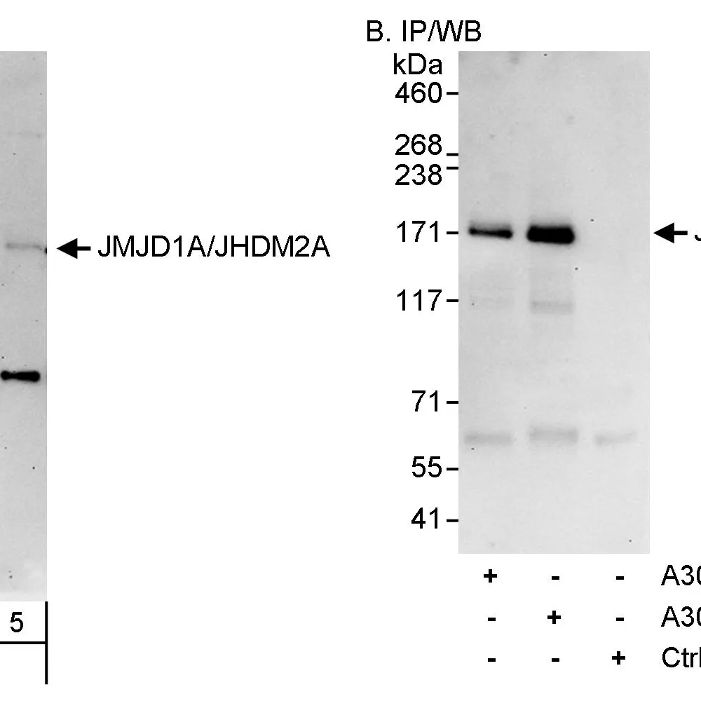 Rabbit anti-JMJD1A/JHDM2A Antibody, Affinity Purified