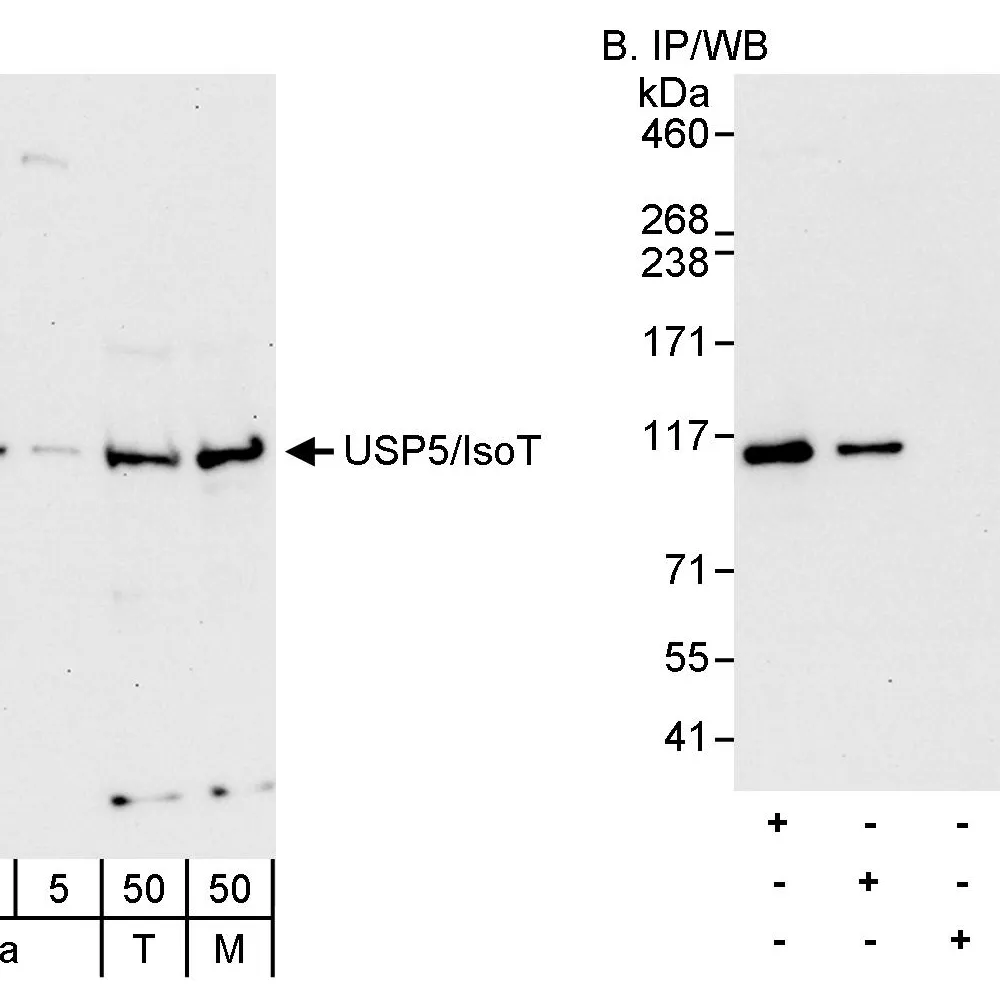 Rabbit anti-USP5/IsoT Antibody, Affinity Purified