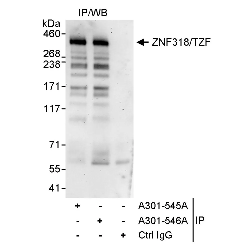 Rabbit anti-ZNF318/TZF Antibody, Affinity Purified