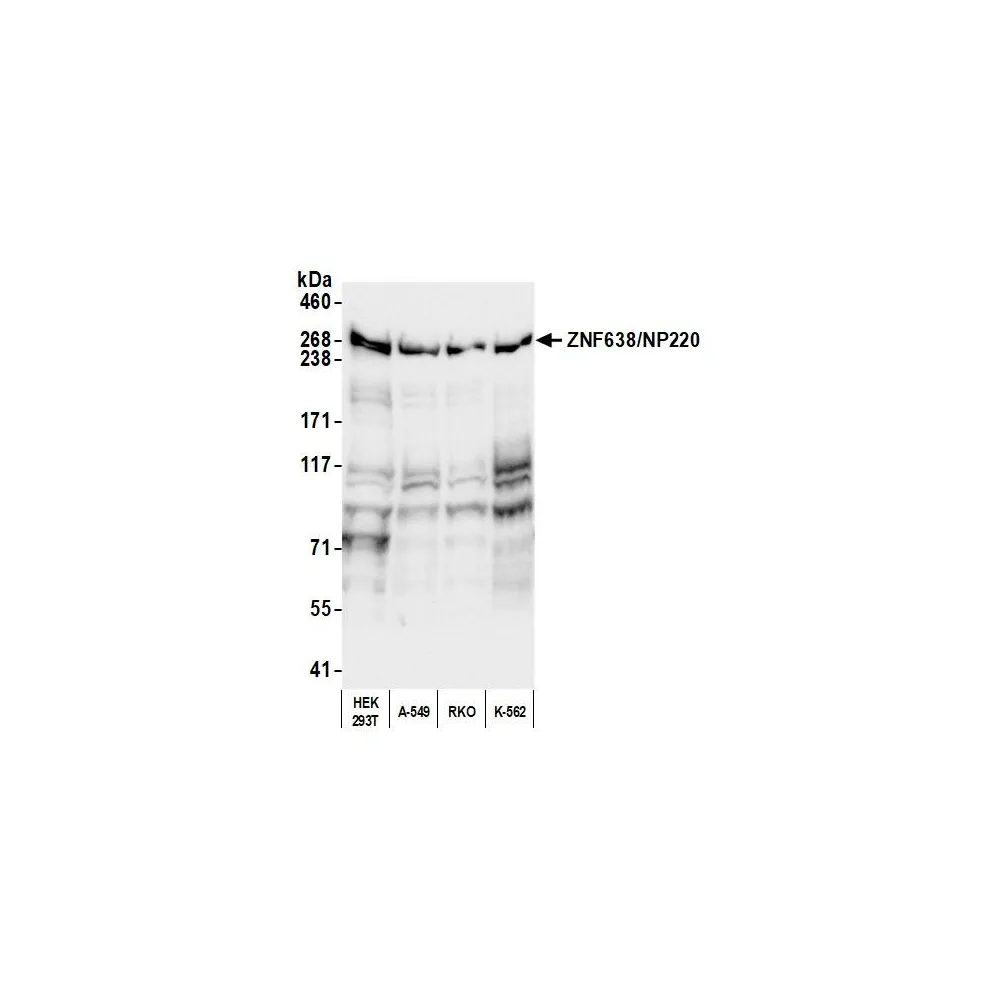 Rabbit anti-ZNF638/NP220 Antibody, Affinity Purified