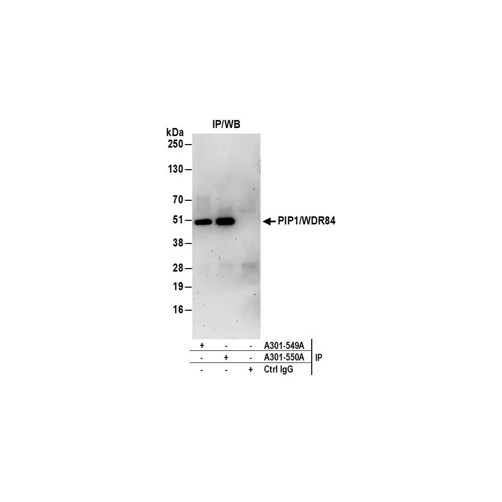 Rabbit anti-PIP1/WDR84 Antibody, Affinity Purified