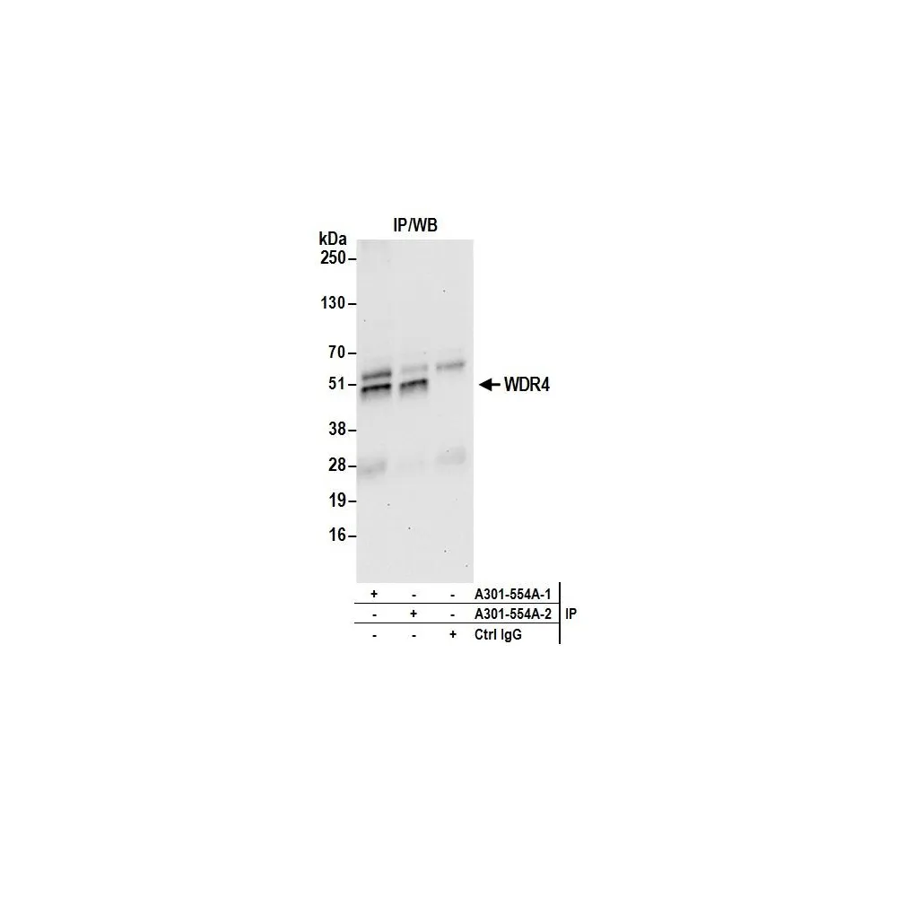 Rabbit anti-WDR4 Antibody, Affinity Purified