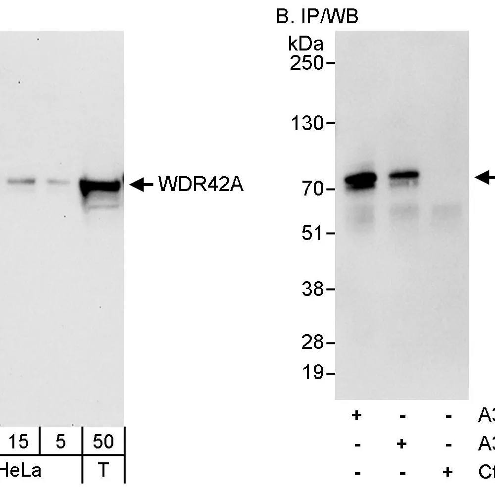 Rabbit anti-WDR42A Antibody, Affinity Purified