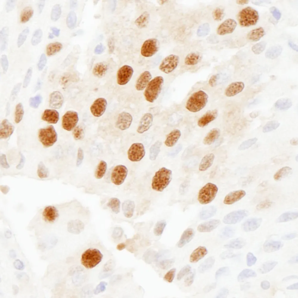 Rabbit anti-WDR77/MEP50 Antibody, Affinity Purified